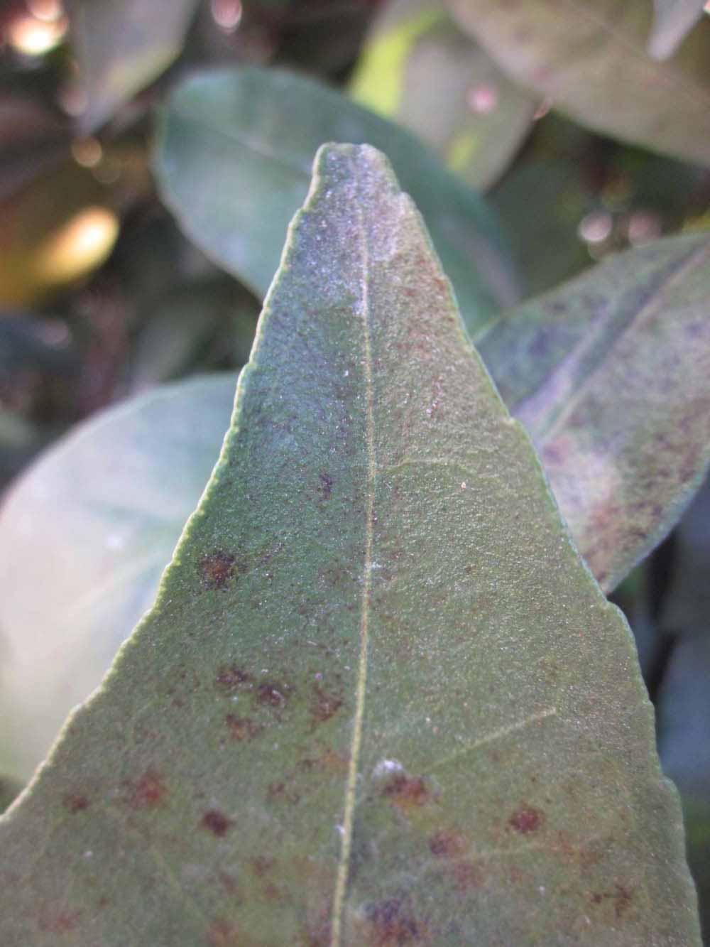              Margin (Winter Haven, FL)       